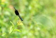 Gebänderte Prachtlibelle