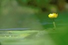 Die Gelbe Teichrose