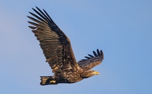 Junger Seeadler