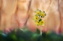 Primula veris ...,