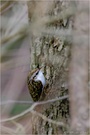 Gartenbaumläufer (Certhia brachydactyla)