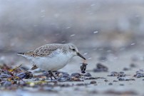 Sanderling im Winter