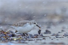 Sanderling im Winter