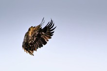 Seeadler Stunt