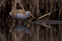 Wasserralle / Water rail / Rallus Aquaticus