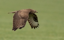 Mäusebussard beim Tiefflug