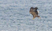 Seeadler im Sturzflug