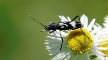 Schulterfleckiger Widderbock bei der Mittagstoilette