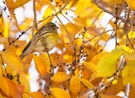 Girlitz in herbstlicher Ulme