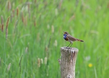 Sänger mit blauer Kehle