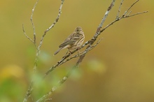 "Wiesenpieper im Herbst"