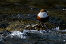 Wasseramsel