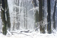 Im Wald der Fabelwesen ...