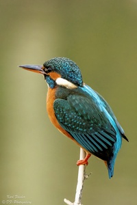 Eisvogel Weiblich