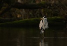 Reiher am Teich