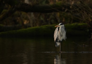 Reiher am Teich