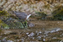 Wasseramsel