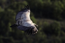 Gänsegeier in den französischen Kalkalpen