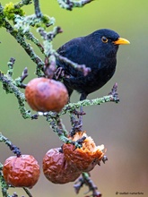 Amsel am Kompott