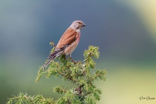 In der Wacholderheide