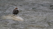 Wasseramsel