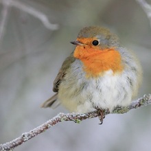 Rotkehlchen bei Frost