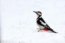 Etwas Buntes im Schnee