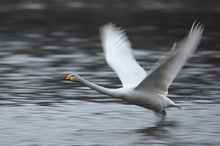 Singschwan am Start