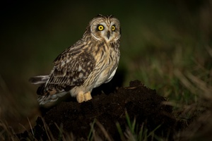 König des Maulwürfhügels