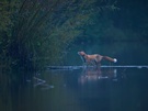 Der nasse Fuchs