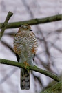 Sperber (Accipiter nisus)