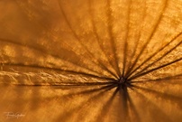 Wiesen-Bocksbart ...