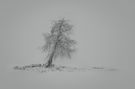 einsamer Baum im Nebel