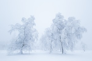 Die Schneeriesen