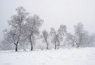 Winterliche Baumgruppe