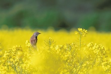 Frühling