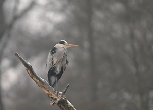 Frostmorgen