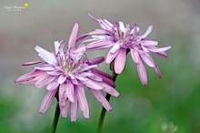 Die Rosarote Schwarzwurzel (Scorzonera purpurea) ...