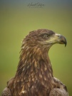 Seeadler Portrait