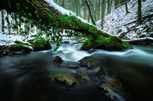 Winter am Alfbach