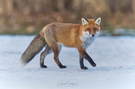 Fuchs im Schnee