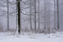 Nebel im Buchenwald 2