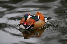 Mandarin Ente