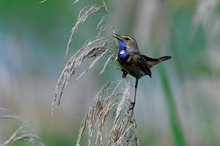 Blaukehlchen