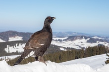 Der Rackelhahn