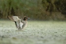 Krickente beim ersten Schneefall