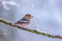 Kernbeißer im Schneetreiben