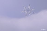 Geboren in luftigen Höhen