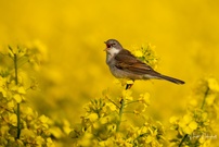 Sänger im Raps