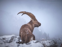 Steinbock bei Schneefall